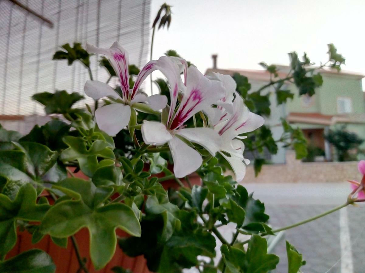 Anamarija Daire Zadar Dış mekan fotoğraf